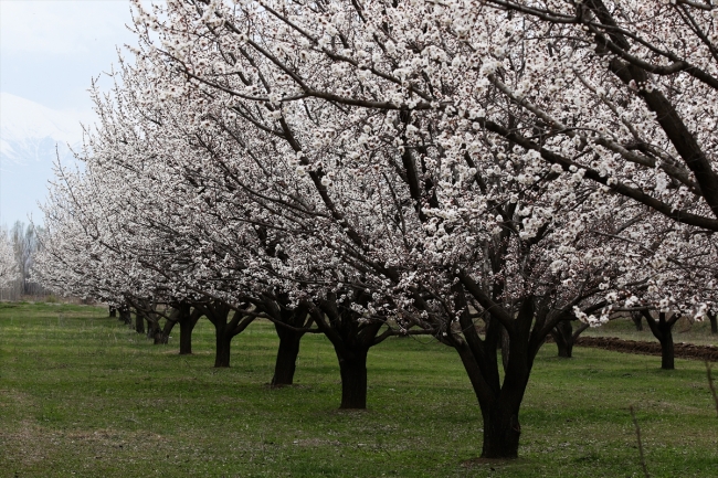 Çiçek açan kayısı bahçeleri büyülüyor